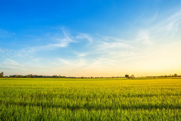beautiful-green-cornfield-with-sunset-sky-background_29332-1154
